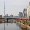 2022.3　旧中川の河津桜（東京）