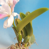 Cattleya maxima  f.s/a`La Pedrena' x self　ずんぐり株　