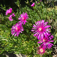 庭の松葉菊はピンク色。晃麗（レイコウ）という名前です。ちょうど今の季節は咲いています。