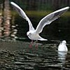 ポカポカ陽気　羽をのばして(さいたま市別所沼公園)