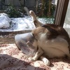 縁側でくつろぐ猫達