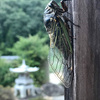 闖入者たち