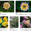 ランタナ／しちへんげ（シソ目の植物４）　真夏の街で最も目にする花の一つランタナ．熱帯アメリカ原産ですが，様々の園芸品種が開発・栽培され夏に長期間楽しむことができます．一方，世界に広範囲にわたり逸脱・野生化したランタナは，放牧をしている牧草地帯では特に危険な毒性植物と見なされています．ランタナの侵入する力は強く他の植物の生育を阻害すると言われています．牧草地帯でなくてもその逸脱にはかなり注意を要する植物です．