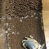 サワガニの稚蟹