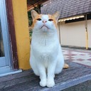 LQねこのQuizBank（ライブクイズ情報）