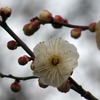 ◎1／16　早くも梅が咲きました：2018