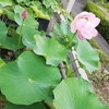 松山市考古館の古代ハスと　　　　　　　　　　　　　　　　　　　　松山市総合公園のあじさい園