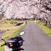 松川河川敷の🌸桜並木🌸