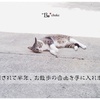 【ねこ森町】毎日がねこ森博にゃ