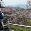 花見
