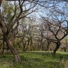 ４．７（月・晴れ）世界の悲鳴。ギャフン、としか言えない。　能登の桜駅。