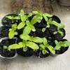 ヒマワリの植え替え