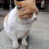 雀神社で猫の接待を受けてきました✨