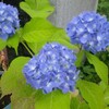山やら海やら