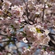 「創造の森」の桜（後編）