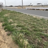 市道沿いのクリムソンクローバー