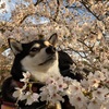 桜のお花見2021と柴犬の換毛期と