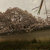 新家・長福寺の八重桜
