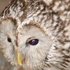 🦉フクロウで福を呼ぶ「諏訪神社」へ