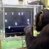 じじぃの「数学脳・天才チンパンジー・アイとアユム！魚は数をかぞえられるか」