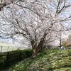 今日は本格花見