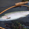 写真を見返さない釣り。