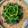 🌵多肉植物   モミの木の様なラミレーテ他🌵