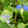 露草、梅雨草