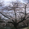 疏水の桜・岡崎、深草