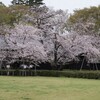 旧吉田家住宅歴史公園の桜が見ごろ 2023/03/24