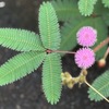 オジギソウの花とお盆休み