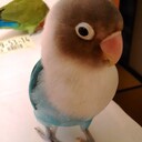 とりどりにっき