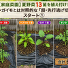 【家庭菜園】夏野菜13苗を植え付け！ジャガイモとは対照的な「超・先行逃げ切り」スタート①