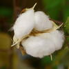 綿の花とアマデウス