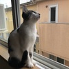 猫たちの日常〜猫砂問題編（ねこのきもち）