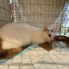 保護猫の譲渡会と分倍河原「いごっそ」で飲んできました