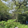 山が霧だったので、海と森も！