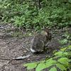 近所の公園には野兎もいます。