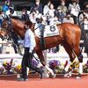 次走は１９日の阪神・芝１８００ｍを北村友Ｊとのコンビで予定しています。☆クラシックステップ