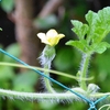 スイカの雌花