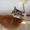猫、エアー砂かけをする