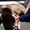 猫と３歳児が一緒に遊んだ瞬間