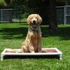 Efficient Dog Training for Behavior Problem and Obedience