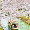 【伏見十石舟🚤🌸】京都伏見の桜巡り🌸初めての十石舟🚤