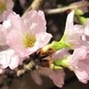 『啓翁桜・アイリス』
