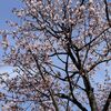 札幌の桜の開花宣言はまだですが札幌シャンテ前の桜はもうきれいに咲いていました