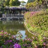 浅野公園　咲き始めのツツジ