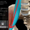 コロナ自粛明けに腰痛や肩こりが出てしまう原因は〇〇にあった