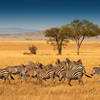 The Things You Must Be Aware Of Prior To Booking A Luxurious Safari In Tanzania