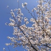 ただ桜を楽しんだことと桜の写真のののほほんブログ【生きやすくなるために】